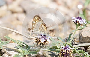 Macro of Pearl Crescent Butterfly Phyciodes tharos Perched