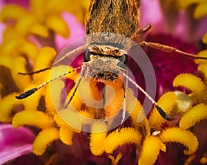 Macro of a Peck\'s skipper Butterfly (Polites peckius) feeding on a pink zinnia flower. photo
