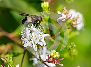 Macro of a pellucid fly photo