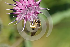Macro of the pendant light brown striped Caucasian bee Macropis