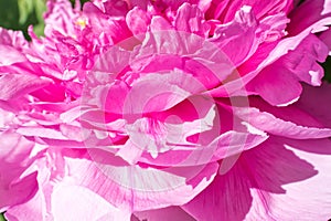 Macro of a peony flower in pink color