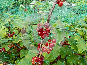 Macro of perfect red ripe redcurrants (ribes rubrum) on the branch between leaves under green net to protect berries