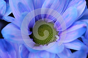 Purple Pericallis hybrida cineraria flower