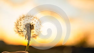 MACRO: Person makes a wish before blowing a dandelion into the evening sky.