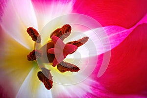 Macro pestle and stamens inthe tulip flower head