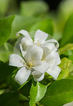 Macro Petal of Orange jasmine flower