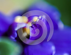 Macro of the petals of the blue flower. Soft focus