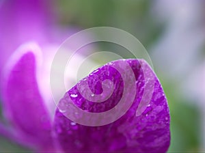 macro petals purple orchid cooktown  Dendrobium flower and soft focus on sweet pink blurred background