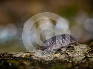 Macro pfoto of isopod