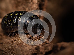 Macro pfoto of pillbug