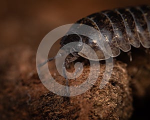 Macro pfoto of pillbug