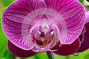 Macro Phalaenopsis for Spa Background