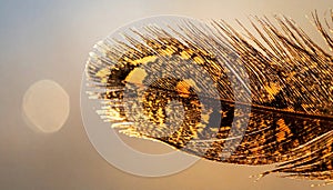 Macro Pheasant Feather with Golden Bokeh