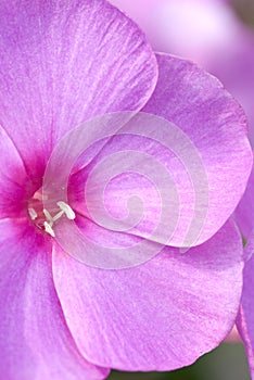 Macro of phlox