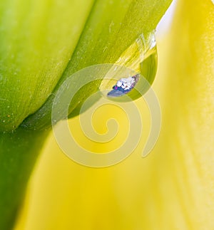 Macro photo 0f Water Drop on a Flower