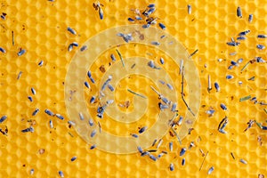 Macro photo abstract background texture of yellow honeycomb wax with aromatic lavender