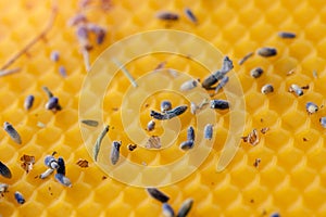 Macro photo abstract background texture of yellow honeycomb wax with aromatic lavender