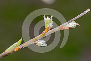 Macro photo of acer platanoides Deborah twig and buds