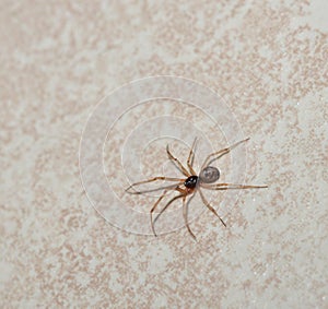 Macro photo of an aerial view of a small sac spider running across a white floor