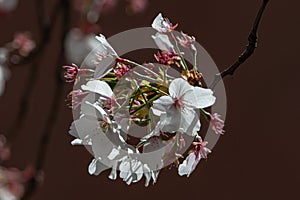 Macro photo of almond blossom