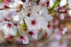 Macro photo of almond blossom