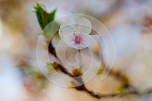 Macro photo of almond blossom