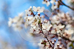 Macro photo of almond blossom