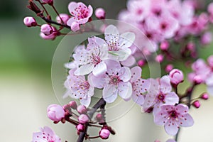 Macro photo of almond blossom