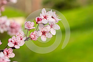 Macro photo of almond blossom