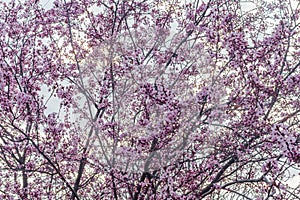 Macro photo of almond blossom