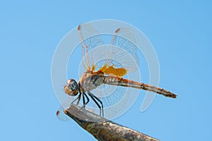 Macro photo of amazing dragonfly hold on dry branch in front of blue sky with copy space