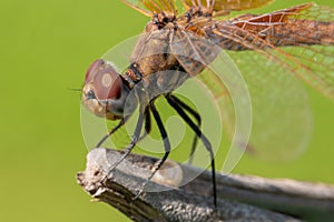 Macro photo of amazing dragonfly hold on dry branch in front of green background with copy space