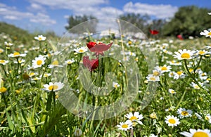 Macro photo of anemones and daisies