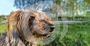 Macro photo animal dog yorkshire terrier. Texture background Yorkshire terrier portrait