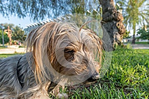 Macro photo animal dog yorkshire terrier. Texture background Yorkshire terrier portrait