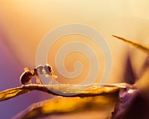 Macro photo of an ant and dandelion with drops of water