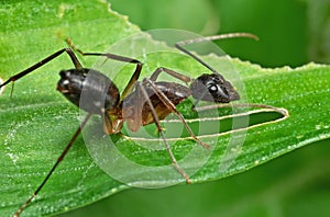 Macro Photo of Ant on Green Leaf Isolated on Background