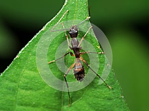 Macro Photo of Ant on Green Leaf Isolated on Blurry Background