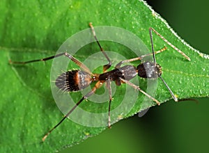 Macro Photo of Ant on Green Leaf Isolated on Blurry Background