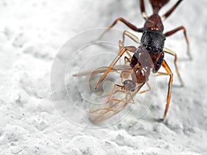 Macro Photo of Ant Mimic Jumping Spider Biting onTorso of Prey o