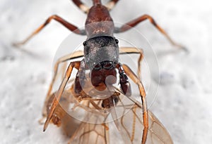 Macro Photo of Ant Mimic Jumping Spider Biting onTorso of Prey o