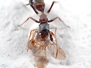 Macro Photo of Ant Mimic Jumping Spider Biting onTorso of Prey o