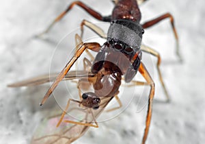 Macro Photo of Ant Mimic Jumping Spider Biting onTorso of Prey o