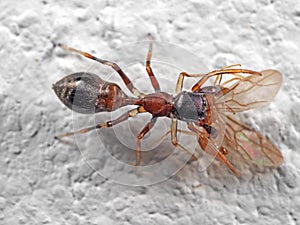 Macro Photo of Ant Mimic Jumping Spider Biting on Prey on White