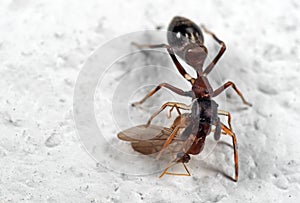 Macro Photo of Ant Mimic Jumping Spider Biting on Prey on White