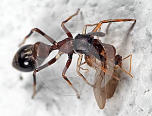 Macro Photo of Ant Mimic Jumping Spider Biting on Prey on White Floor