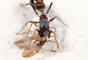 Macro Photo of Ant Mimic Jumping Spider Biting on Prey on White Floor