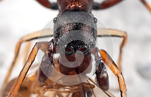 Macro Photo of Ant Mimic Jumping Spider Biting Prey on White Floor