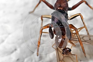 Macro Photo of Ant Mimic Jumping Spider Biting on Prey on White Floor