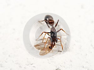 Macro Photo of Ant Mimic Jumping Spider Biting on Prey on White Floor